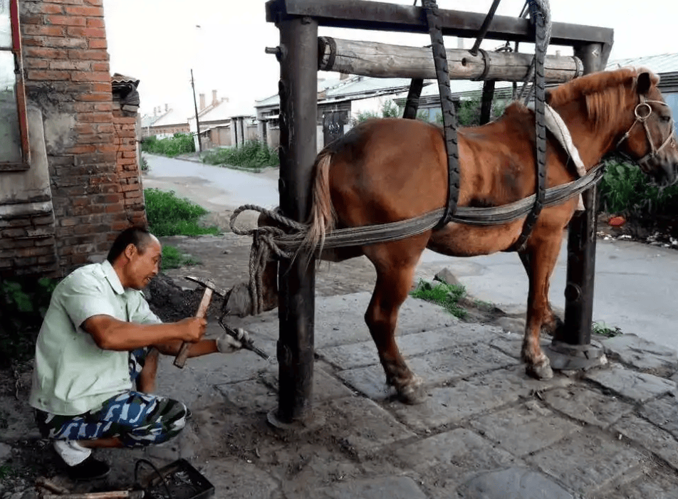 Cùng là động vật thuần hóa, tại sao ngựa cần đóng đinh "móng ngựa", nhưng gia súc thì không?- Ảnh 2.